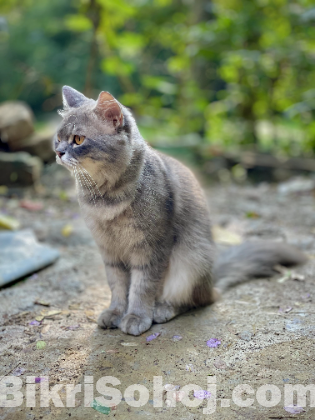 Persian cat